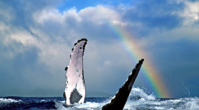 Hawai’i Tourism Europe Launches Promotional Campaign for Agents