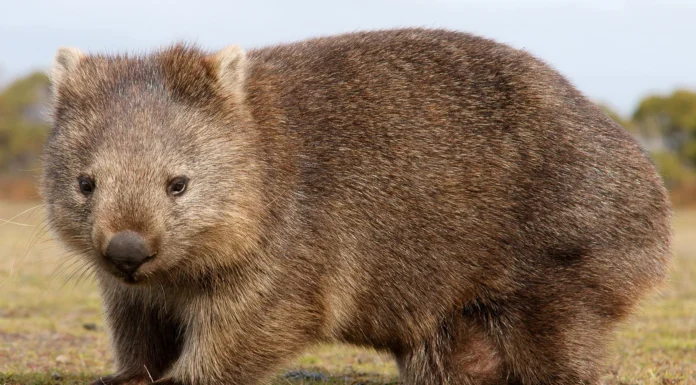 Qantas to Change Iconic Tail-Fin Logo from Kangaroo to Wombat!
