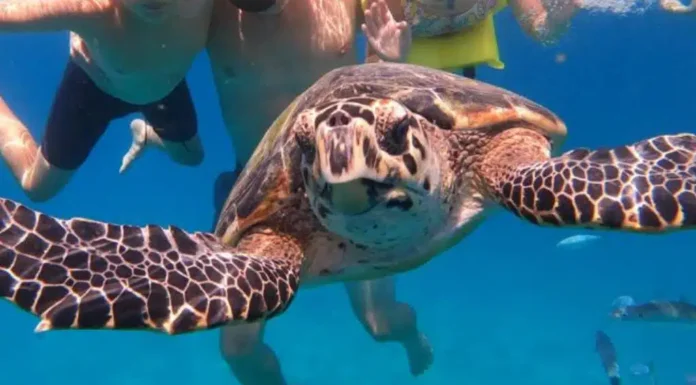 Glacier Trekking to Swimming with Sea Turtles: Top Cruise Trends for 2025
