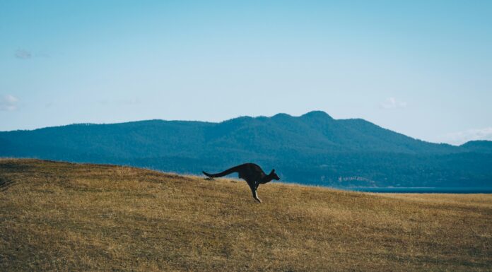 From Eastern Oz to the Western Med: Current Travel Trends and the Reasons For Them