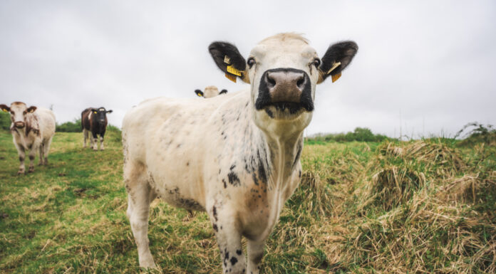 Shannon Airport Group Hits Key Milestone in Ireland’s First Conservation Grazing Project on Airport-Owned Land