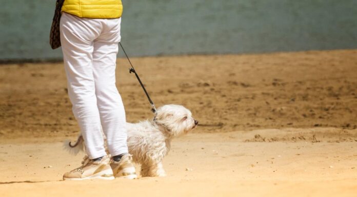 Waterford Launches Dog-Friendly County Wide Travel Guide