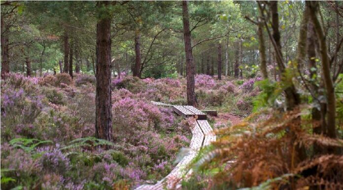 Laois to Fly the Flag for Ireland at EU’s Flagship Smart Tourism Awards