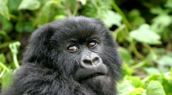 TUI Care Foundation Launches Conservation Partnership in Rwanda
