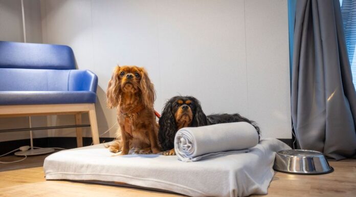 Stena Line More than Doubles Pet Cabin Numbers on Belfast to Liverpool Route