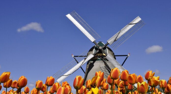 Holland America Line Creates New Tulip to Celebrate Dutch Heritage