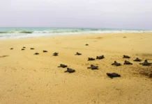 Adopt a Turtle: TUI Care Foundation Launches Conservation Adoption Drive