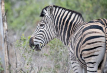 Kruger National Park Celebrates 100 Years with Invite to an Iconic Safari