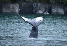 MSC Cruises Announces Landmark Partnership with Marine Conversation Organisation ORCA